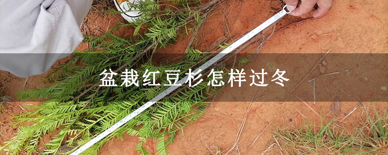盆栽红豆杉怎样过冬
