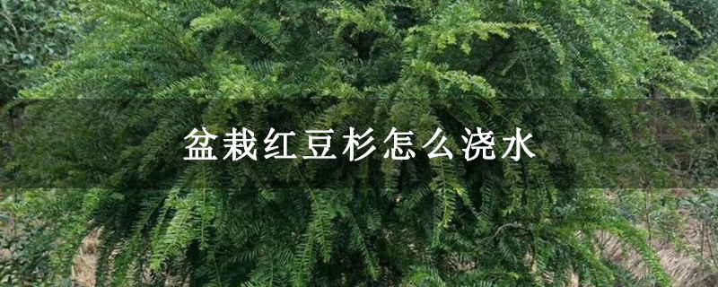 盆栽红豆杉怎么浇水