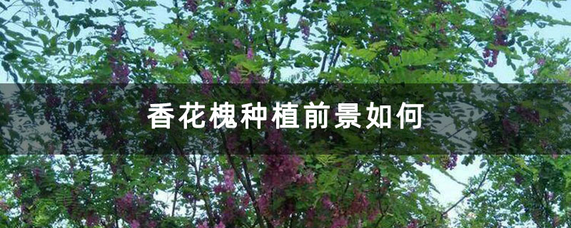 香花槐种植前景如何 香花槐种植前景如何