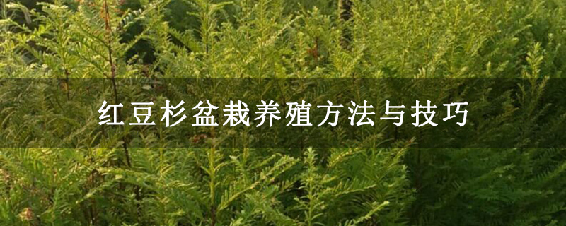 红豆杉盆栽养殖方法与技巧