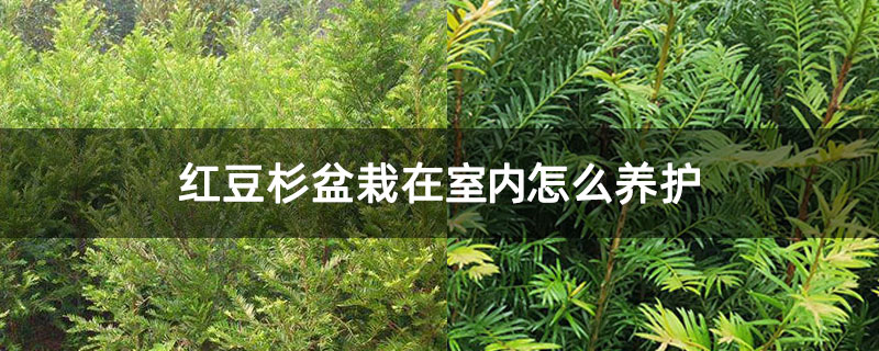红豆杉盆栽在室内怎么养护