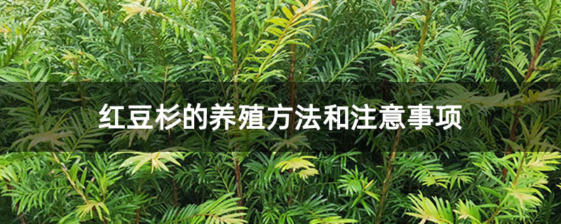 红豆杉的养殖方法和注意事项