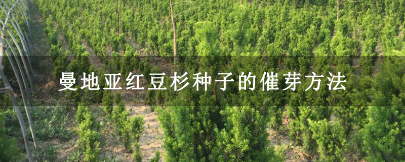 曼地亚红豆杉种子的催芽方法