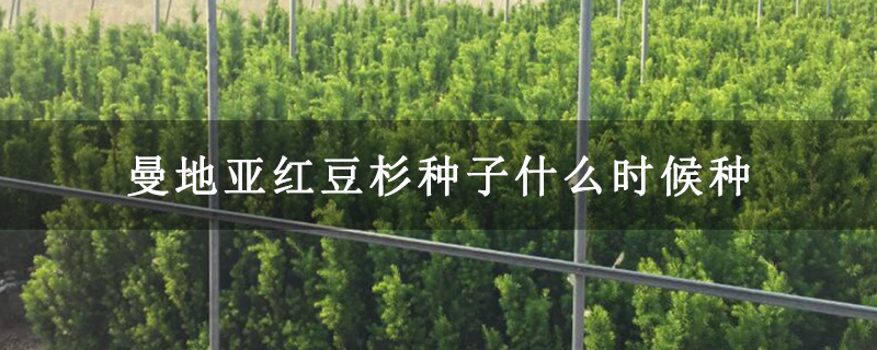 曼地亚红豆杉种子什么时候种