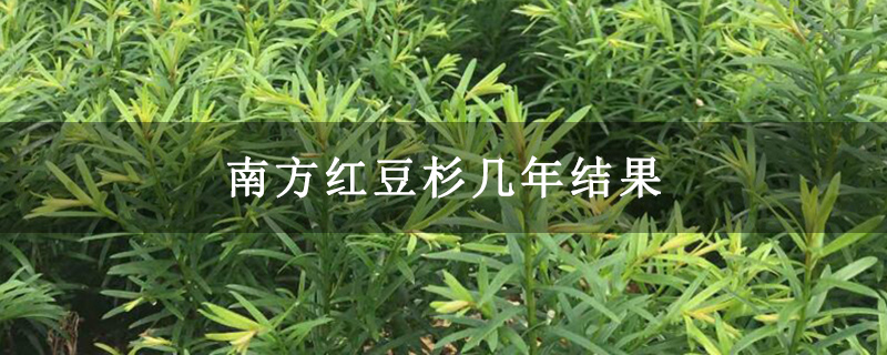 南方红豆杉几年结果