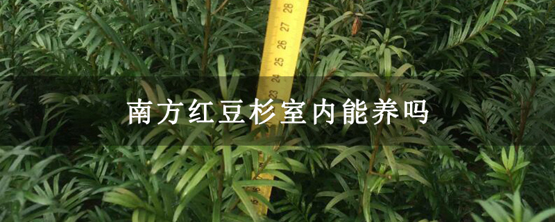 南方红豆杉室内能养吗