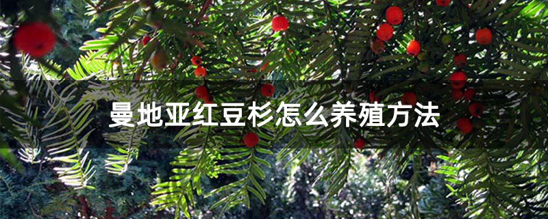 曼地亚红豆杉怎么养殖方法