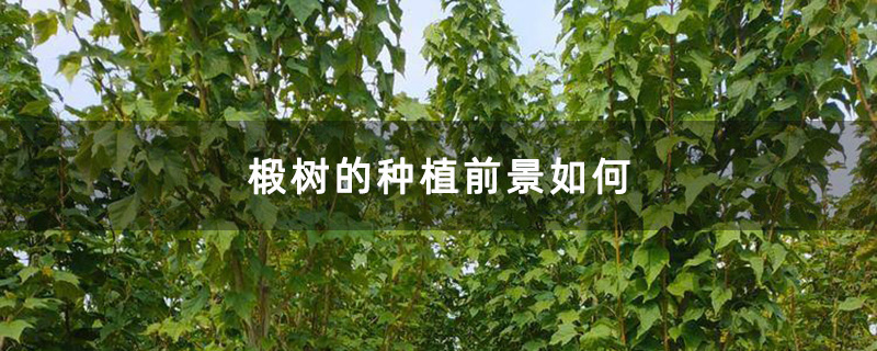 椴树的种植前景如何