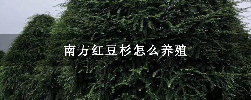 南方红豆杉怎么养殖