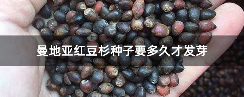 曼地亚红豆杉种子要多久才发芽