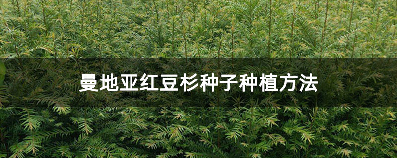 曼地亚红豆杉种子种植方法