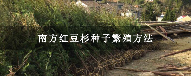 南方红豆杉种子繁殖方法