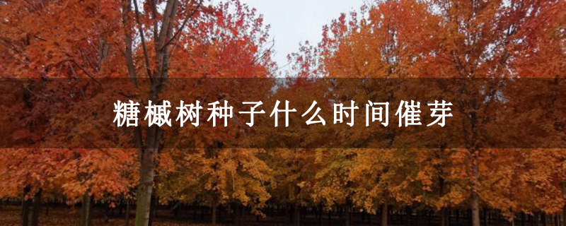 糖槭树种子什么时间催芽