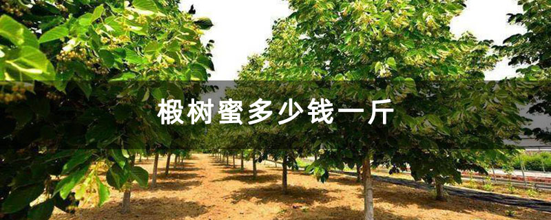 椴树蜜多少钱一斤 椴树蜜多少钱一斤
