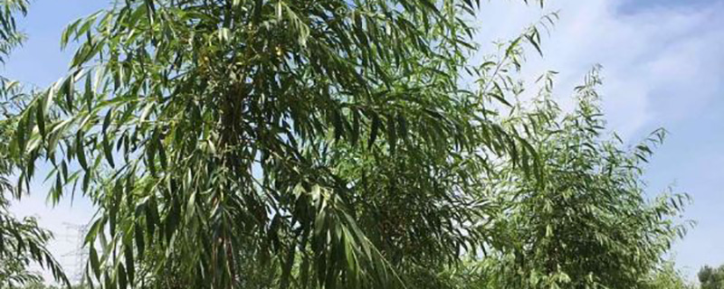 3公分金丝柳价格多少钱一棵