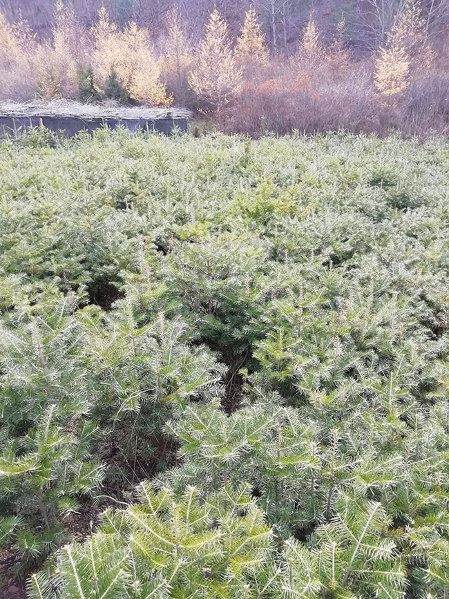 杉木苗多少钱一棵