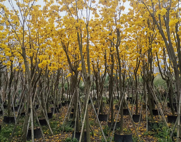 黄花风铃木
