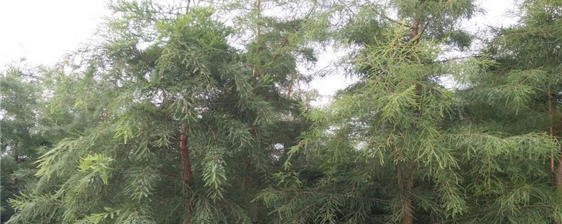 7公分落羽杉什么价格