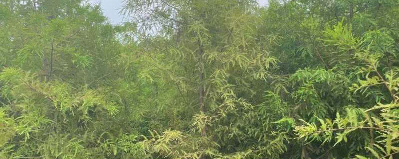 5公分落羽杉多少钱一棵