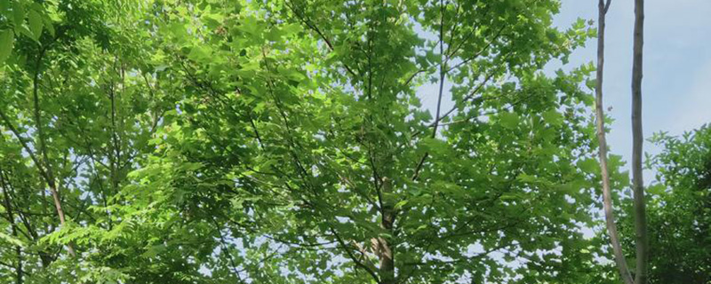 8公分马褂木价格多少钱一棵