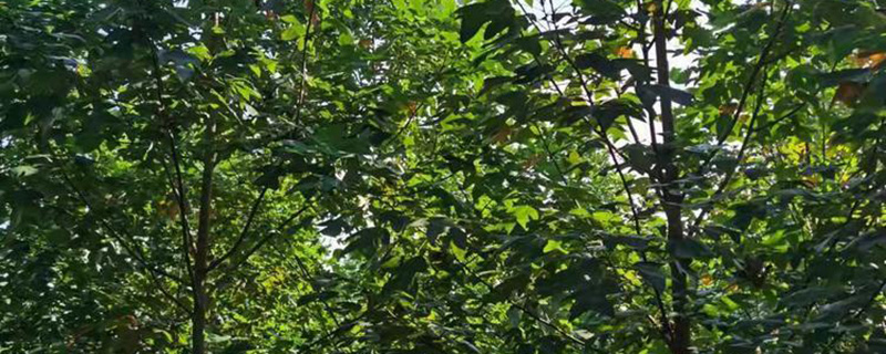 7公分马褂木价格多少钱一棵