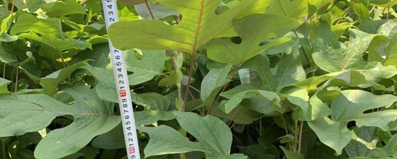 3公分马褂木多少钱一棵