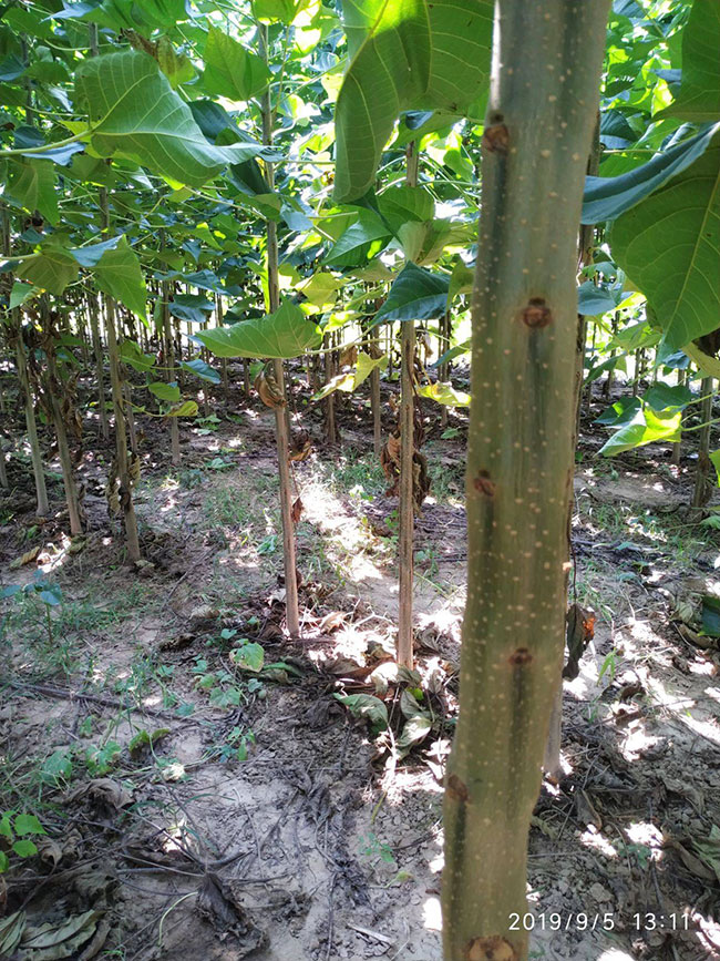楸树苗价格多少钱一棵?2019年最新楸树苗的价格行情