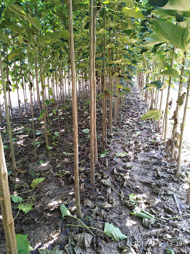 楸树苗价格多少钱一棵?2019年最新楸树苗的价格行情