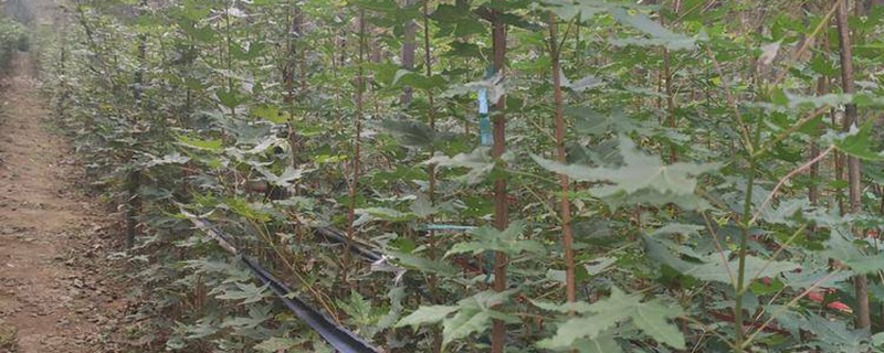 5公分元宝枫价格多少钱一棵