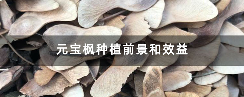 元宝枫种植前景和效益