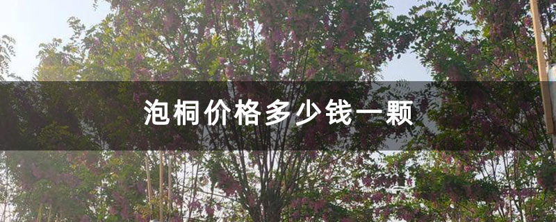 泡桐价格多少钱一颗