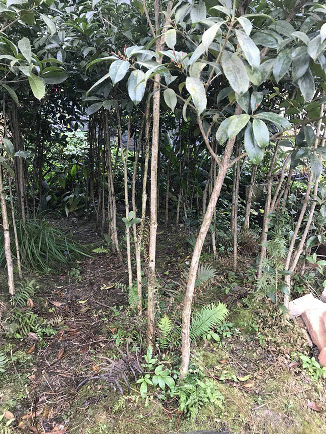 金桂树苗价格行情，2019年最新金桂苗基地批发报价