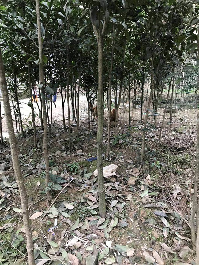 金桂树苗价格行情