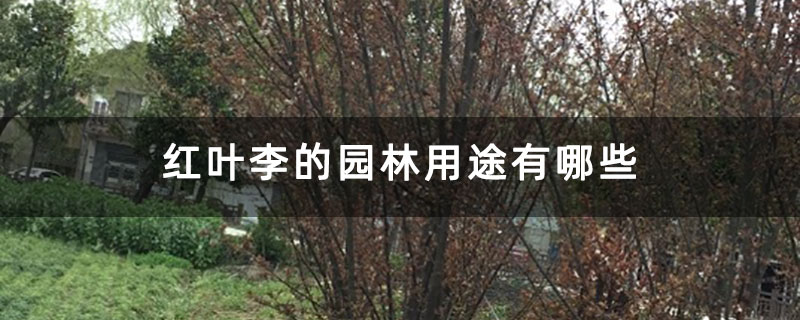 红叶李的园林用途有哪些