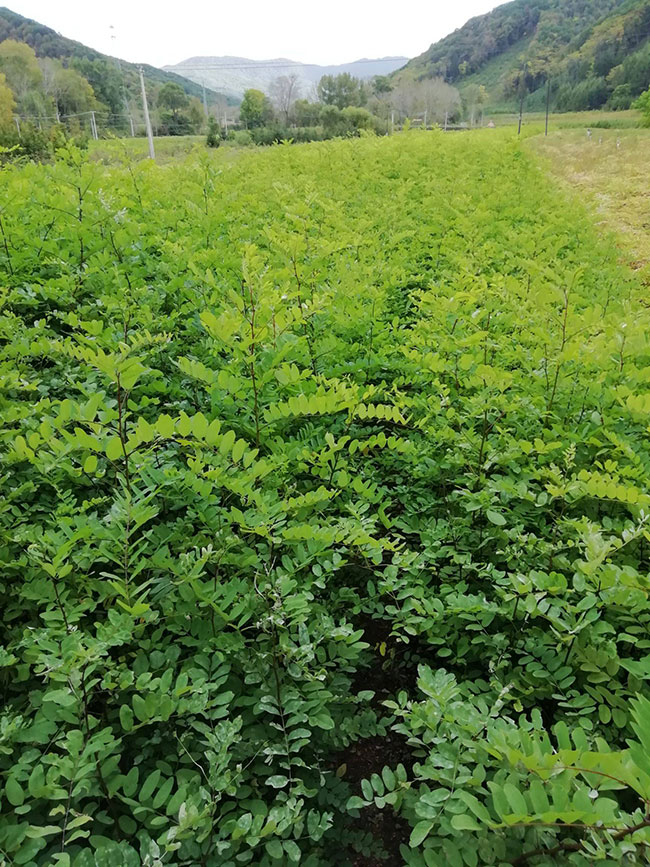 刺槐树苗价格行情，2019年最新刺槐苗基地批发报价