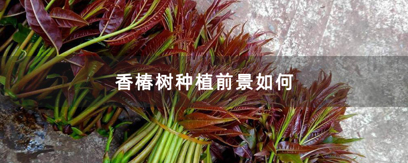 香椿树种植前景如何