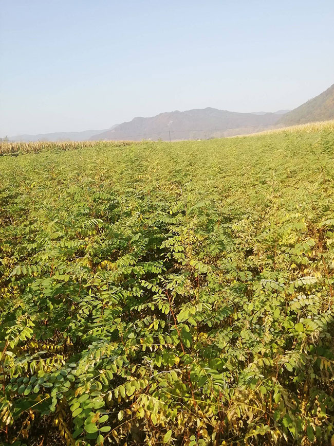 刺槐树苗价格行情