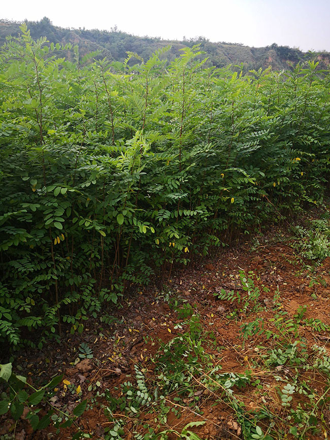 刺槐树苗价格行情