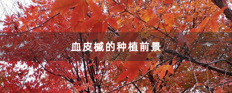 血皮槭的种植前景