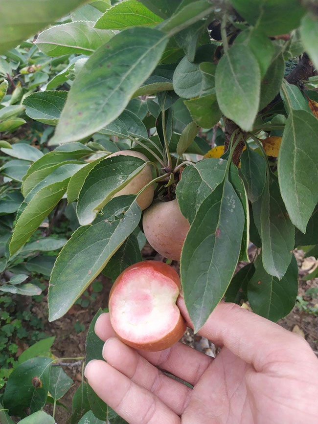 矮化苹果树苗价格行情，2019年最新矮化苹果苗基地批发报价