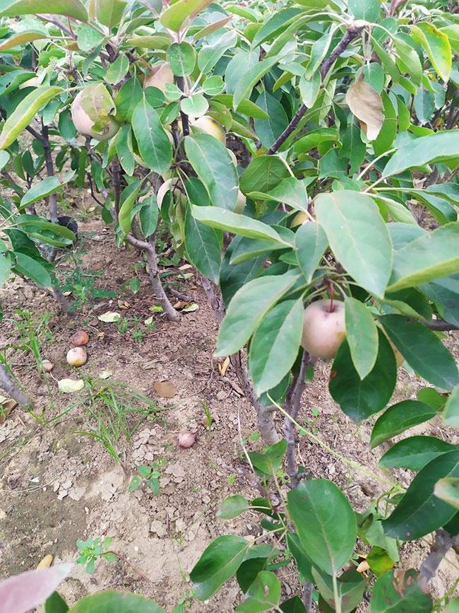 矮化苹果树苗价格行情，