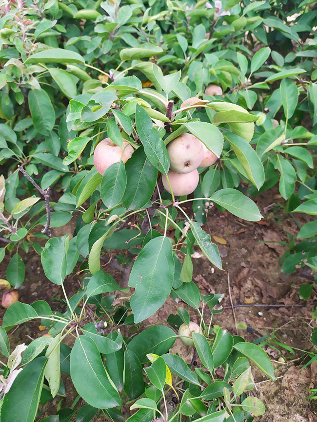 矮化苹果树苗价格行情，2019年最新矮化苹果苗基地批发报价