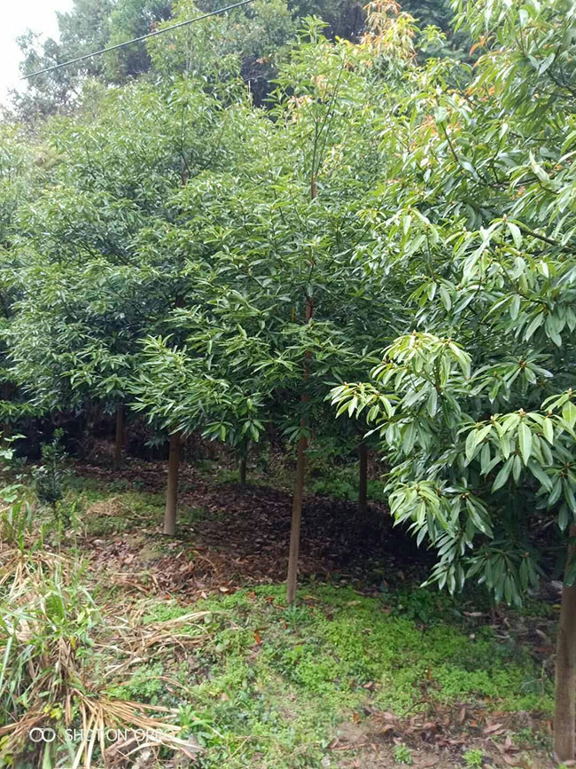 桢楠树苗价格行情，2019年最新桢楠苗基地批发报价