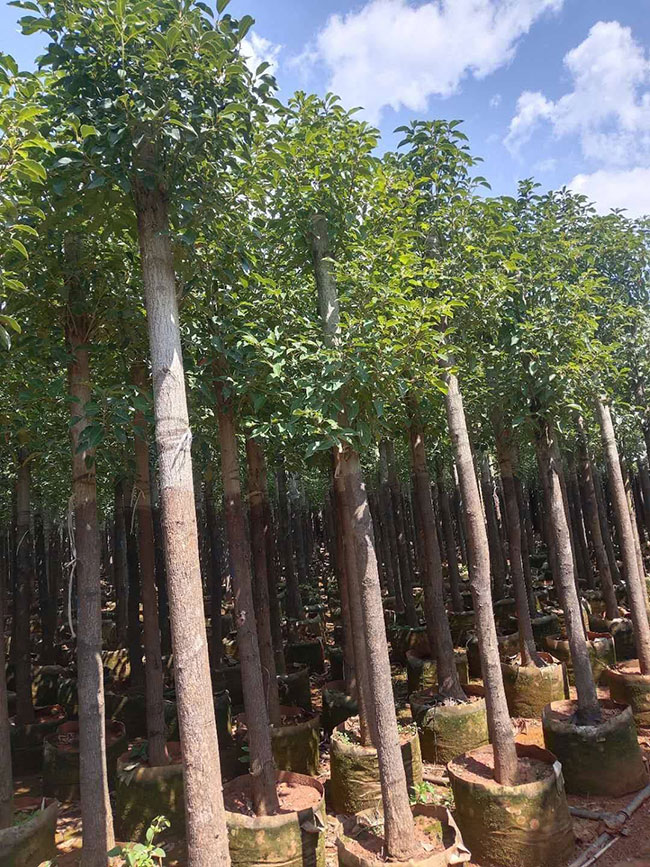 樟树苗价格行情