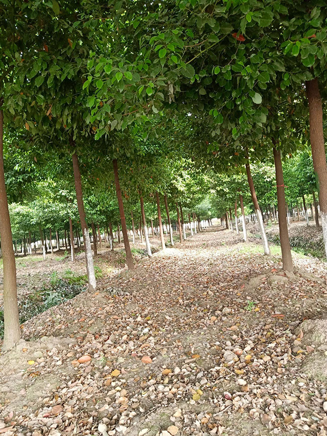 樟树苗价格行情