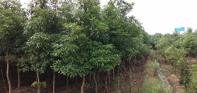 桢楠树苗价格行情，2019年最新桢楠苗基地批发报价