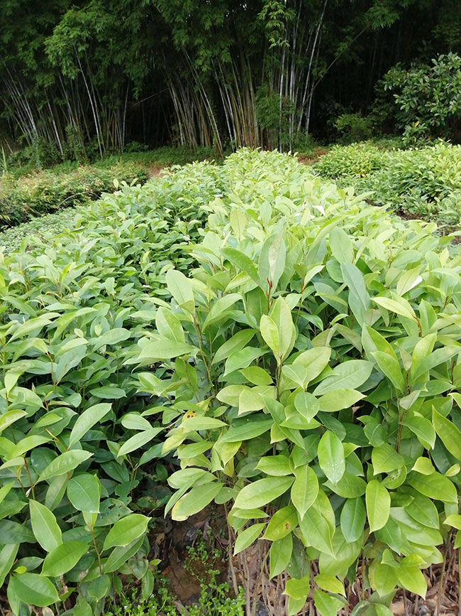 桢楠