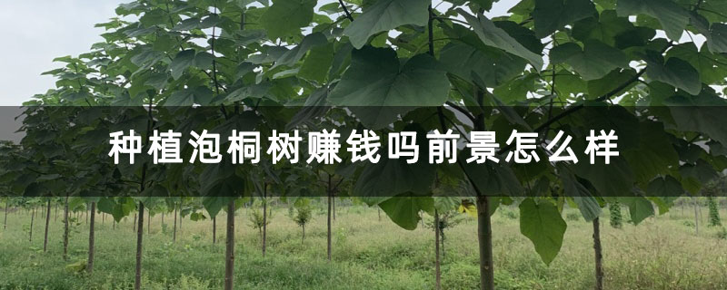 种植泡桐树赚钱吗前景怎么样