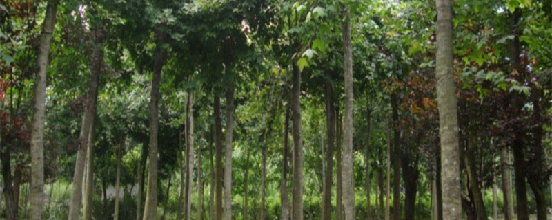 5公分三角枫价格多少钱一棵
