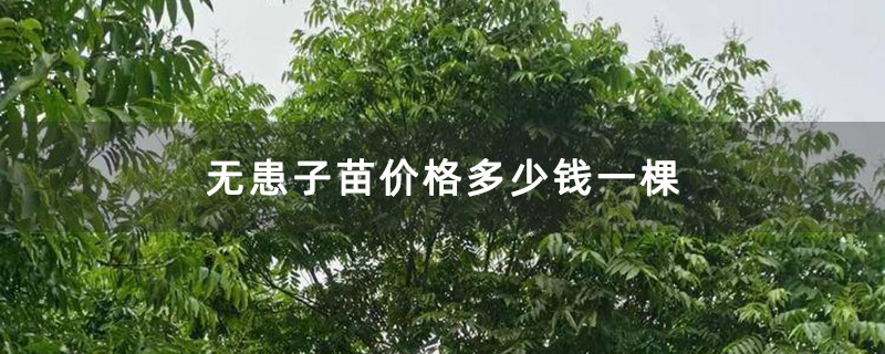 无患子苗价格多少钱一棵